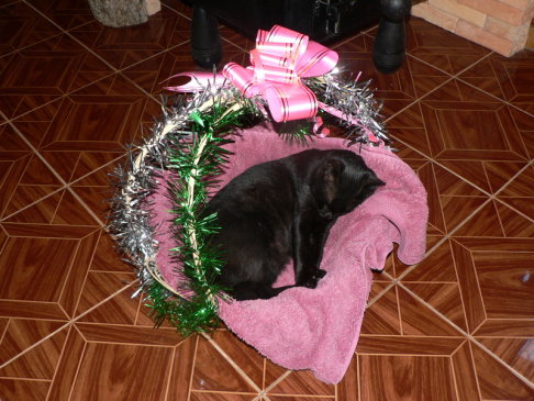 Picture of a cat / kitten / feline