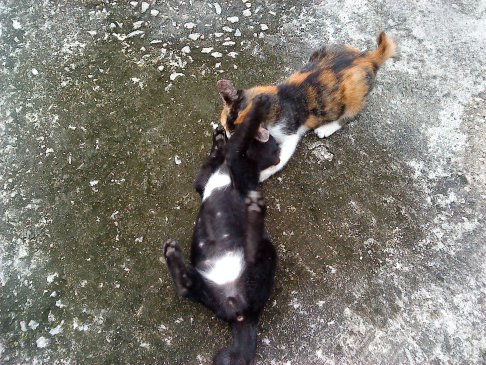 Picture of a cat / kitten / feline