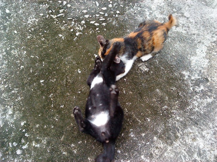 Picture of a cat / kitten / feline