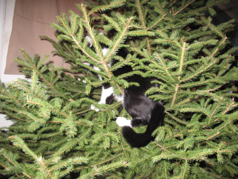 Picture of a cat / kitten / feline