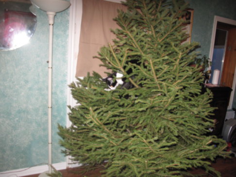 Picture of a cat / kitten / feline