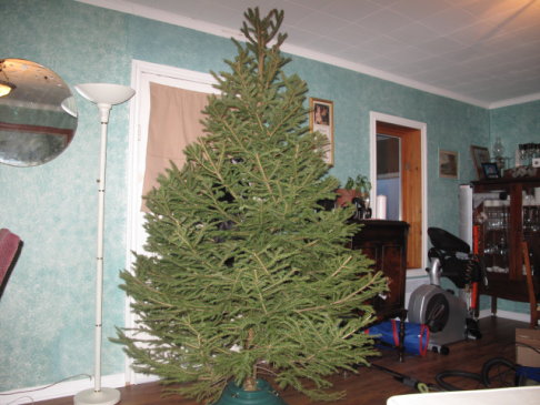 Picture of a cat / kitten / feline