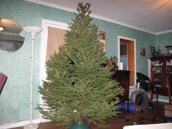 Picture of a cat / kitten / feline