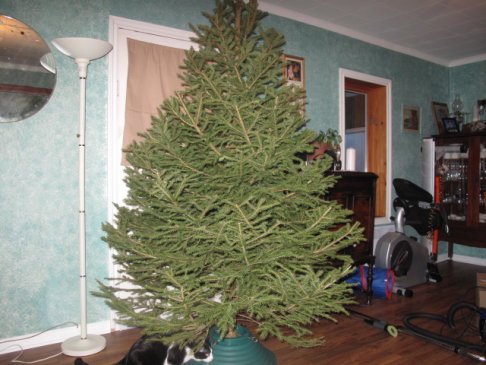 Picture of a cat / kitten / feline