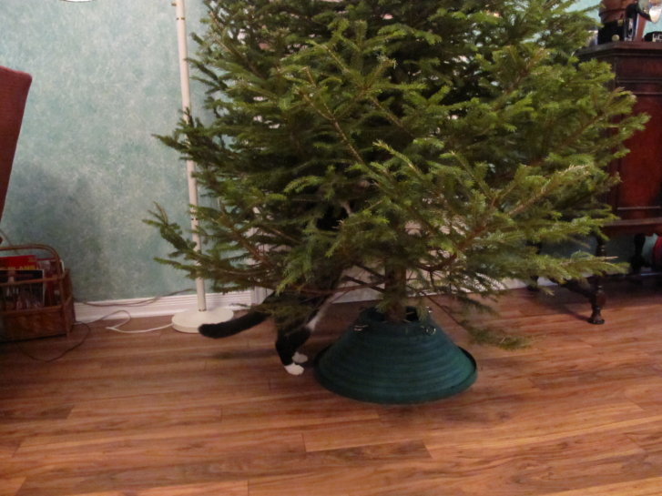 Picture of a cat / kitten / feline