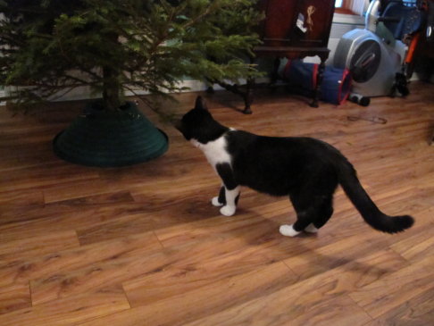 Picture of a cat / kitten / feline