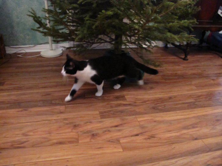 Picture of a cat / kitten / feline