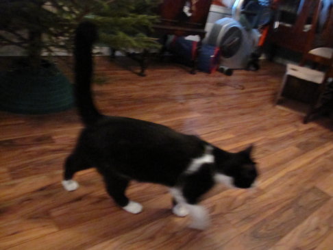 Picture of a cat / kitten / feline