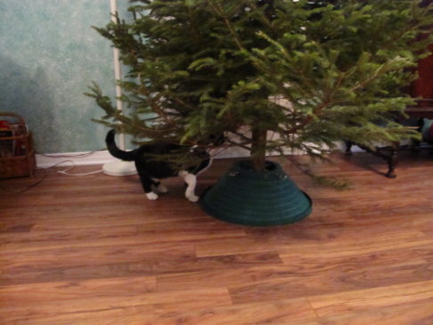 Picture of a cat / kitten / feline