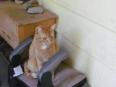 Picture of a cat / kitten / feline