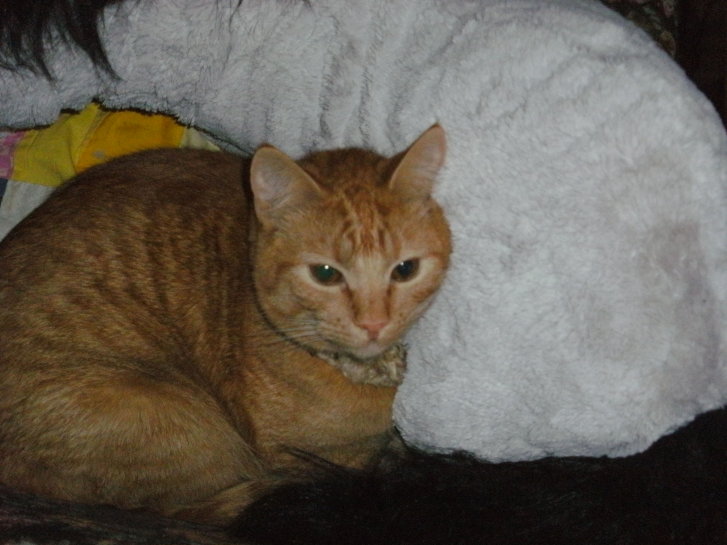 Picture of a cat / kitten / feline