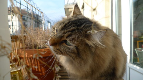 Picture of a cat / kitten / feline