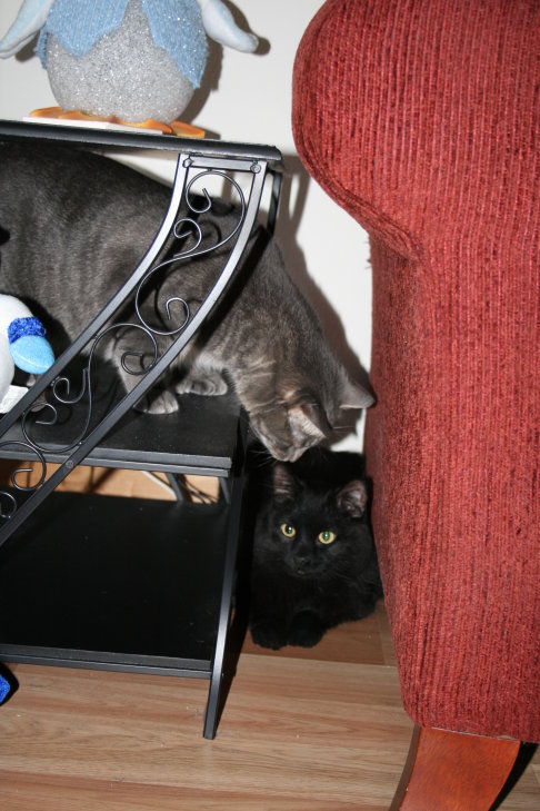 Picture of a cat / kitten / feline