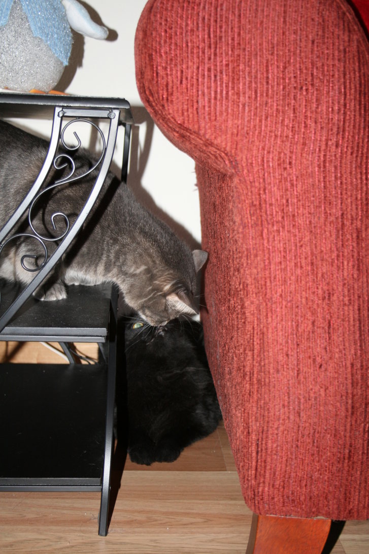 Picture of a cat / kitten / feline