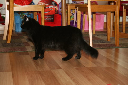 Picture of a cat / kitten / feline