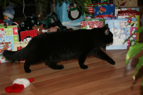 Picture of a cat / kitten / feline