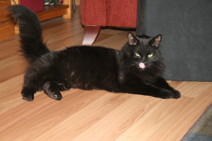 Picture of a cat / kitten / feline