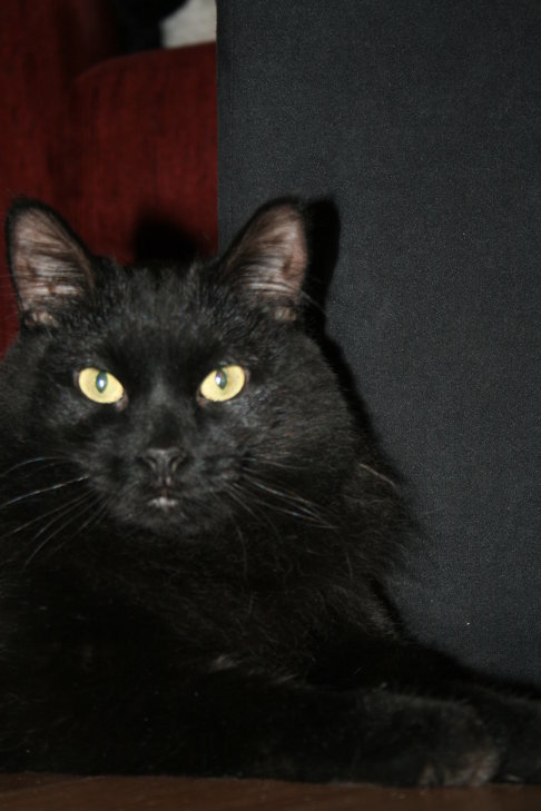 Picture of a cat / kitten / feline