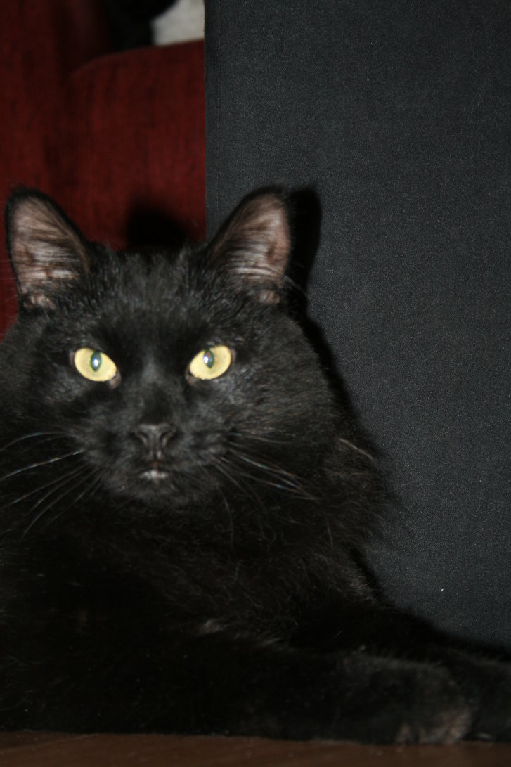 Picture of a cat / kitten / feline