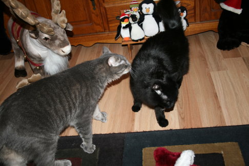 Picture of a cat / kitten / feline