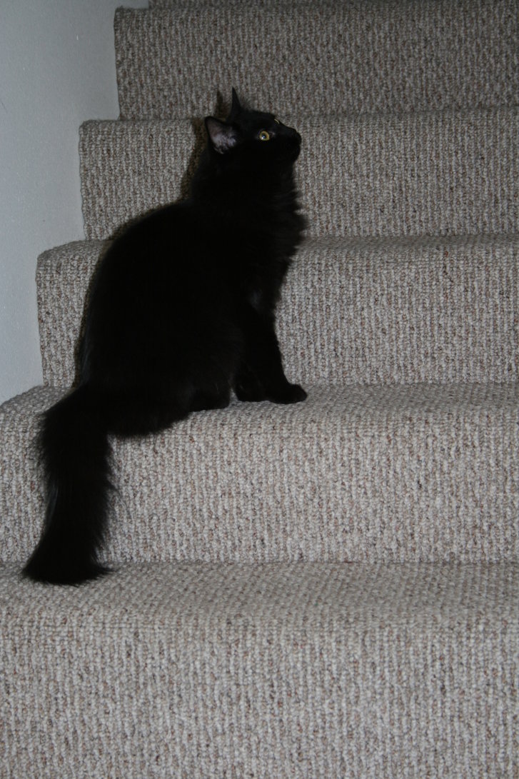 Picture of a cat / kitten / feline