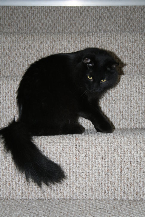 Picture of a cat / kitten / feline