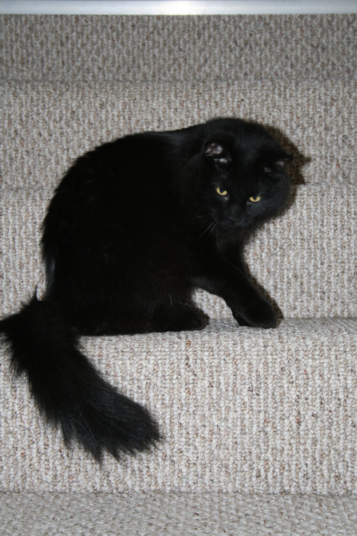 Picture of a cat / kitten / feline