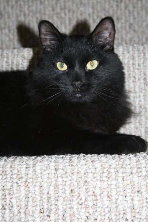 Picture of a cat / kitten / feline