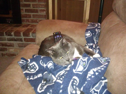 Picture of a cat / kitten / feline