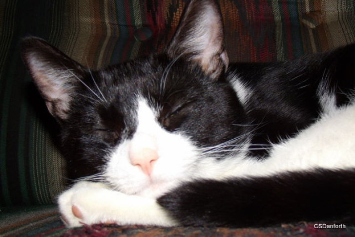 Picture of a cat / kitten / feline