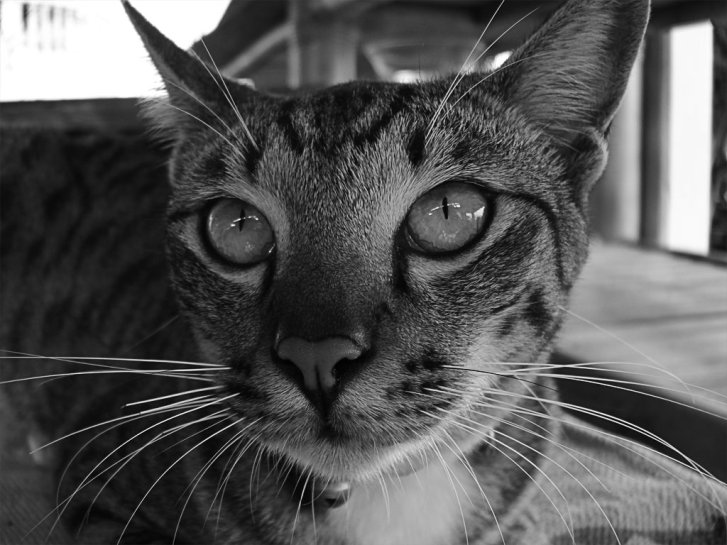 Picture of a cat / kitten / feline