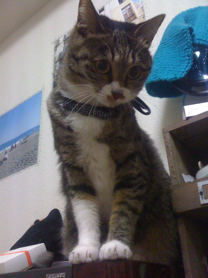 Picture of a cat / kitten / feline