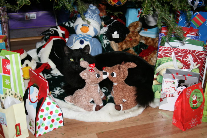 Picture of a cat / kitten / feline