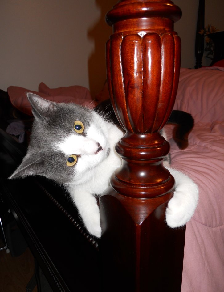 Picture of a cat / kitten / feline