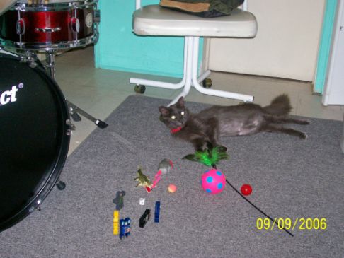 Picture of a cat / kitten / feline