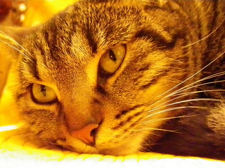 Picture of a cat / kitten / feline