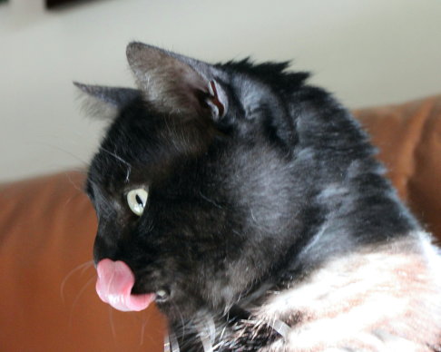 Picture of a cat / kitten / feline