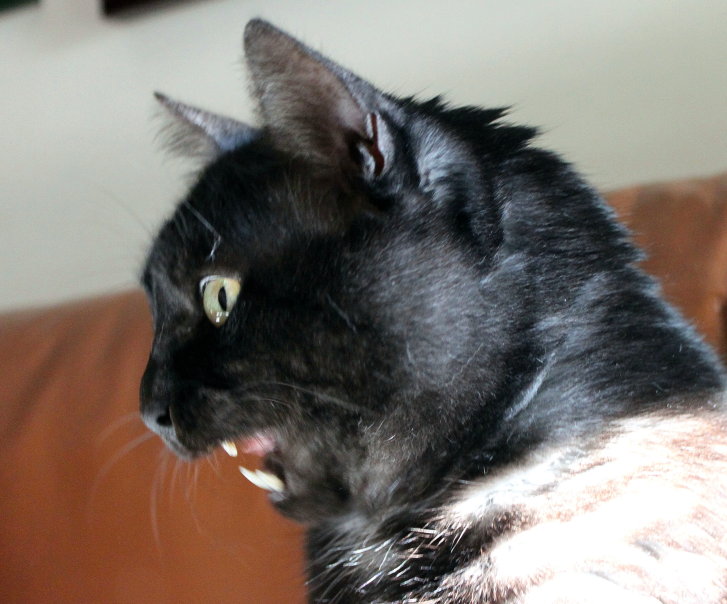 Picture of a cat / kitten / feline