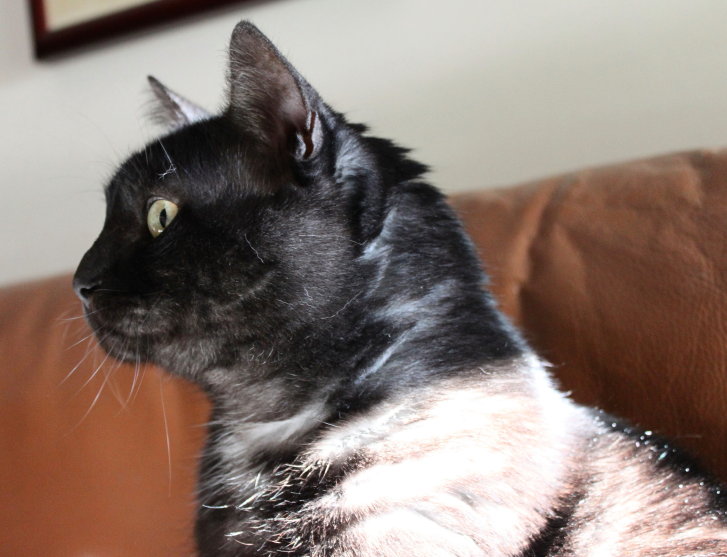 Picture of a cat / kitten / feline