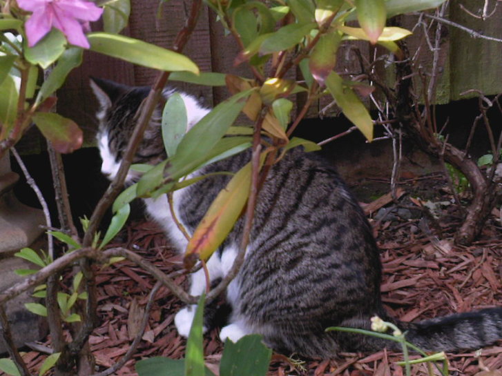 Picture of a cat / kitten / feline