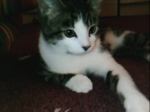 Picture of a cat / kitten / feline