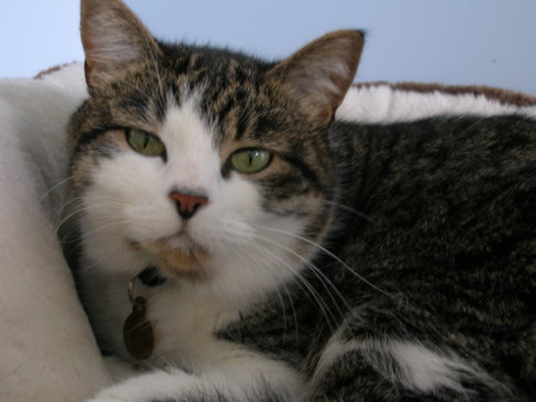 Picture of a cat / kitten / feline