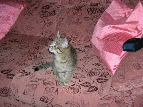 Picture of a cat / kitten / feline