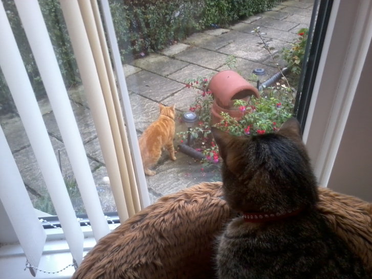 Picture of a cat / kitten / feline