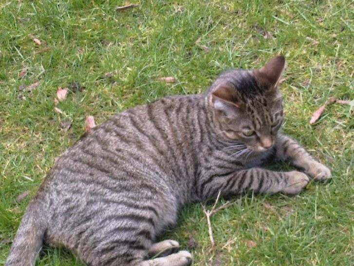 Picture of a cat / kitten / feline