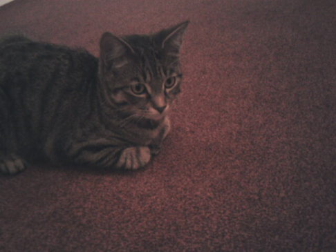 Picture of a cat / kitten / feline