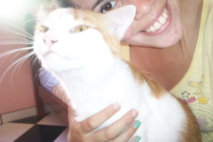 Picture of a cat / kitten / feline