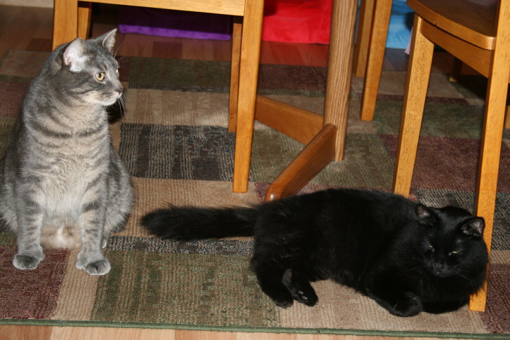 Picture of a cat / kitten / feline