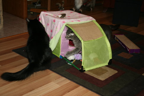 Picture of a cat / kitten / feline