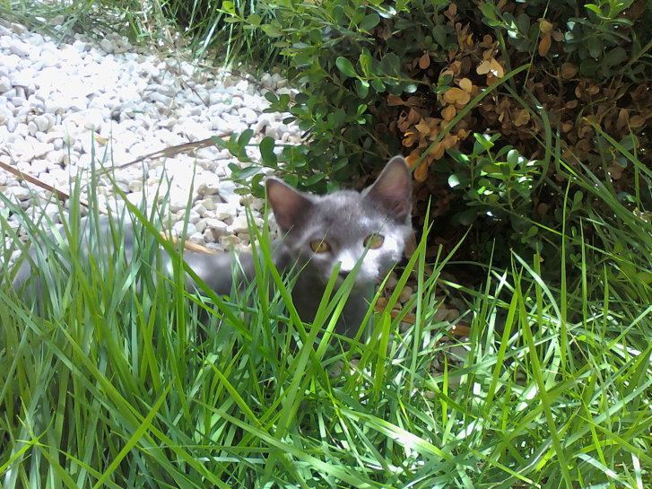 Picture of a cat / kitten / feline